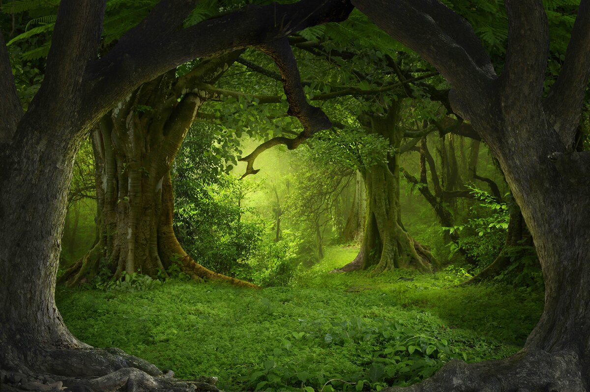Papier peint forêt enchantée