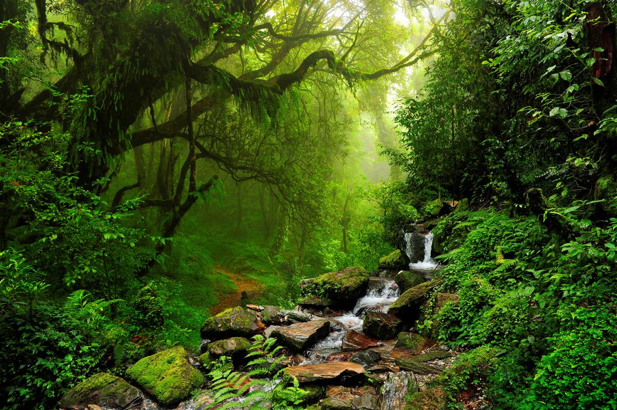 Papier peint cascade dans la forêt