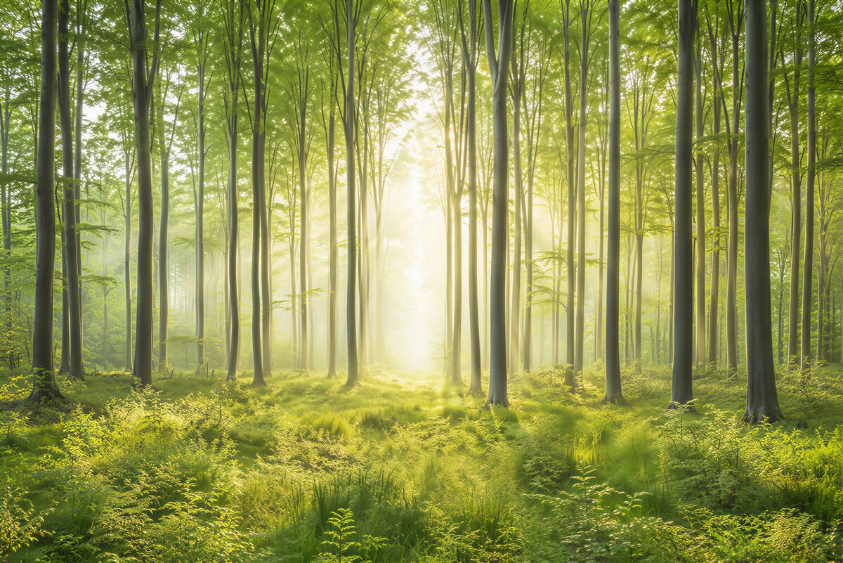 Papier peint forêt ensoleillée