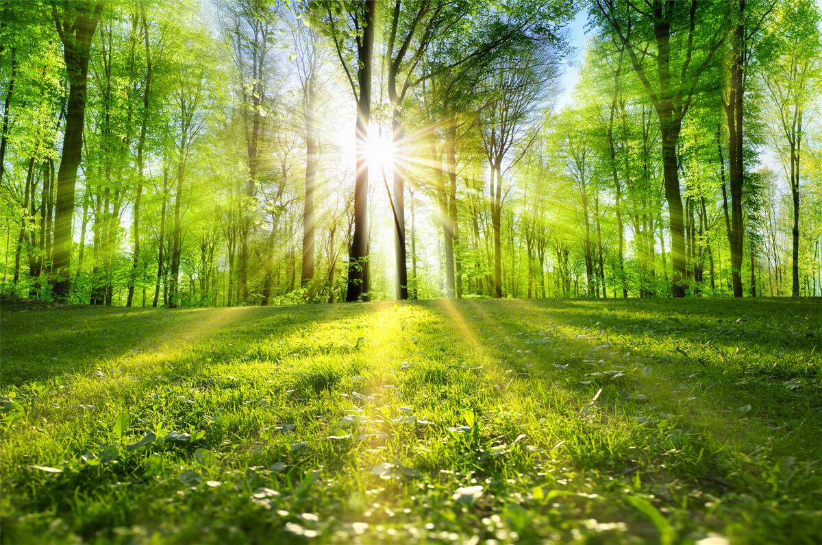 Papier peint rayons de soleil à travers les arbres