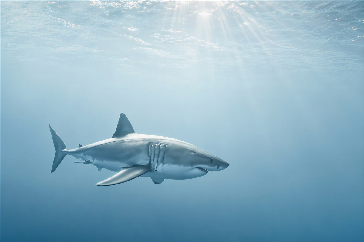 Papier peint requin affamé dans un appartement sous-marin