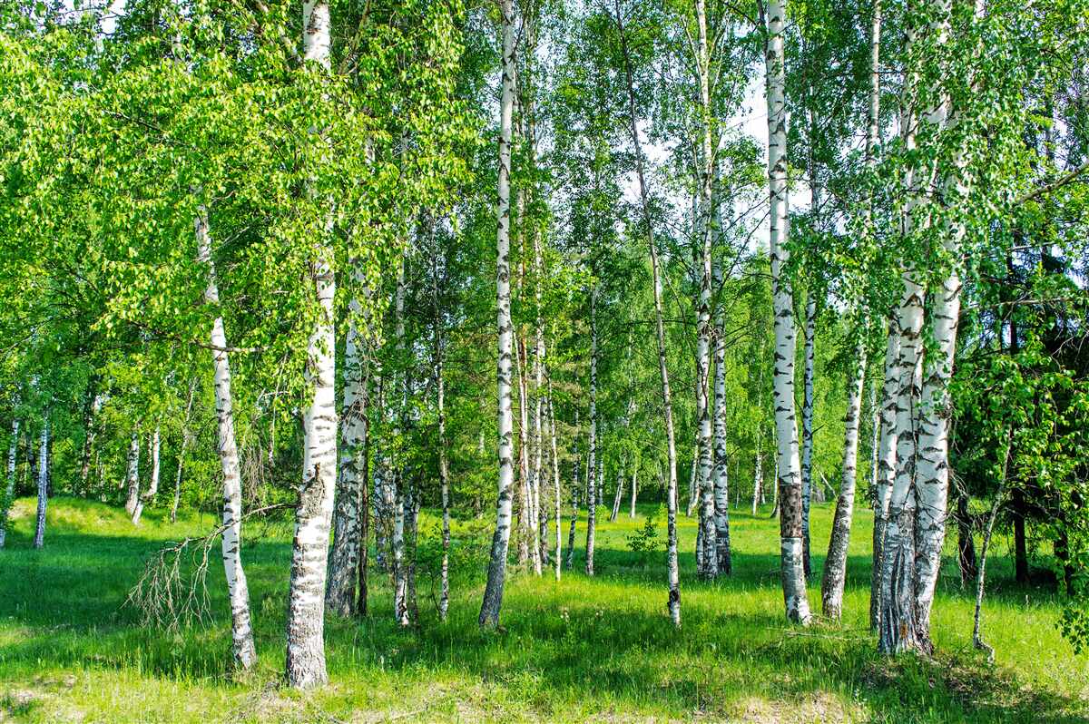 Papier peint bouleaux verts dans un bosquet d'été