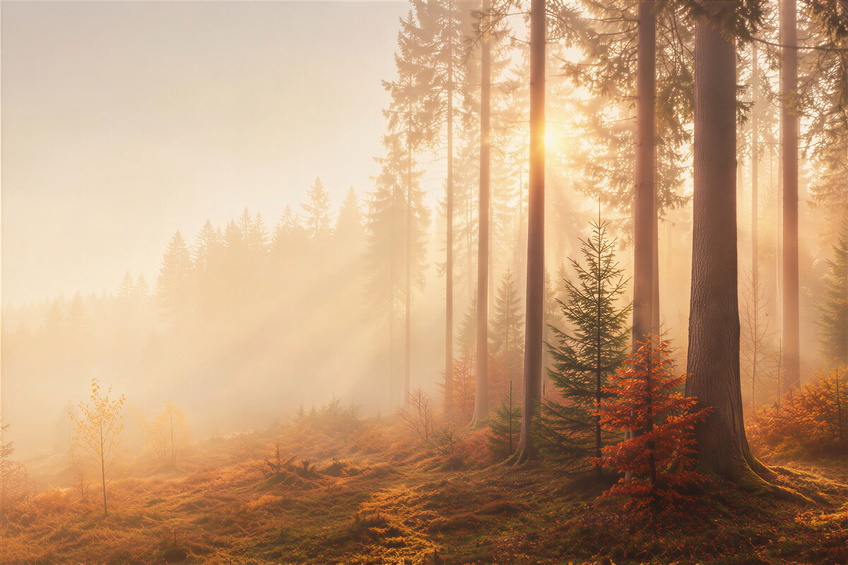 Papier peint soleil perçant la forêt d'automne