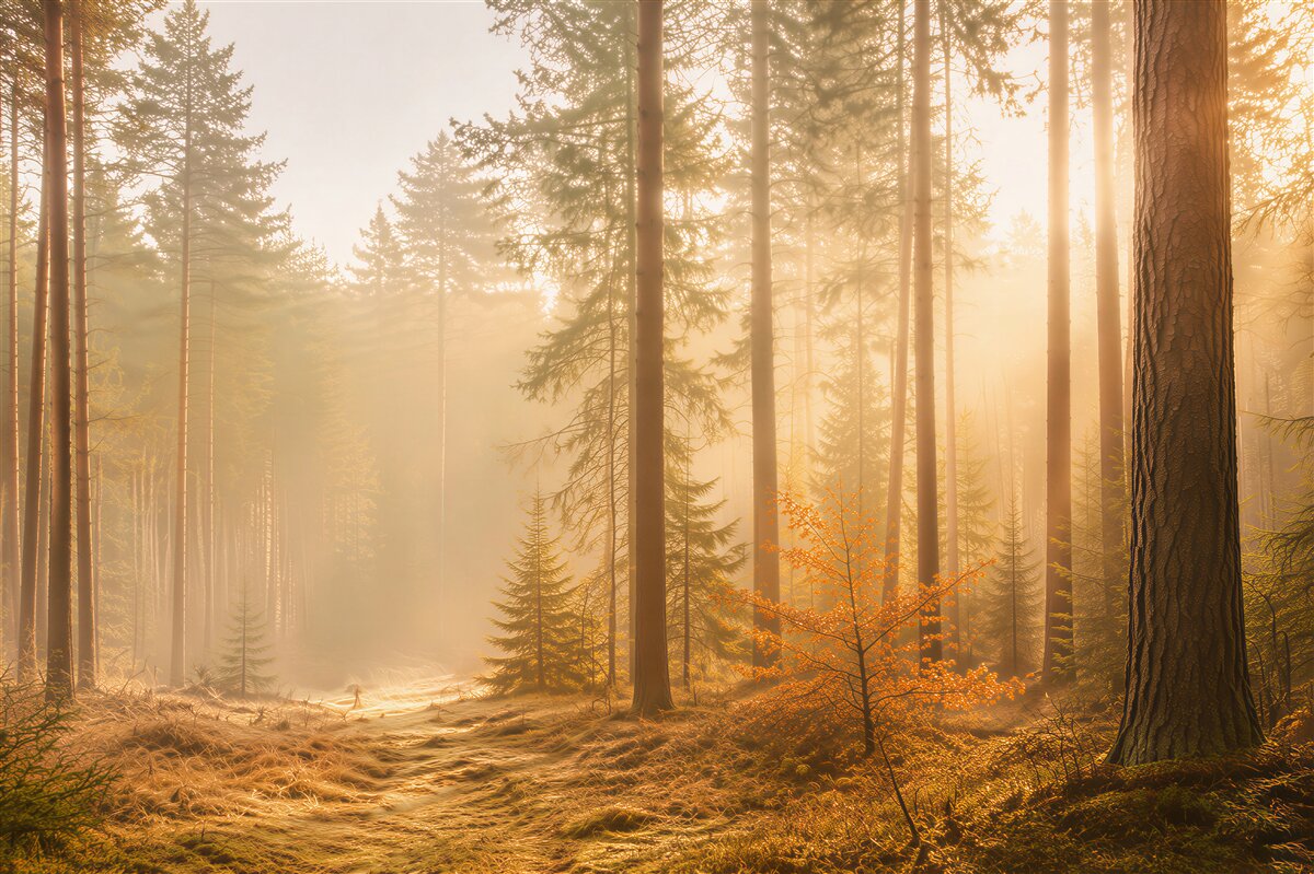 Papier peint forêt d'automne et rayons de soleil