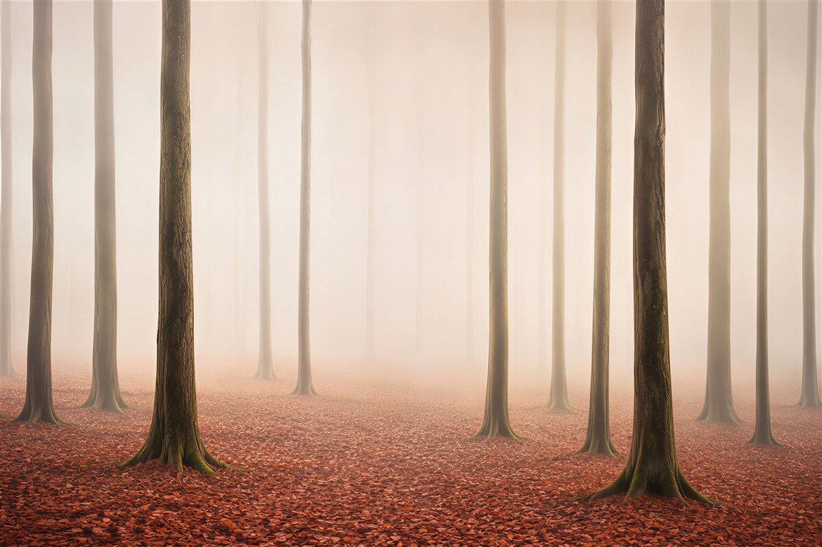 Papier peint forêt dans le brouillard avec des feuilles rousses paysage naturel paisible