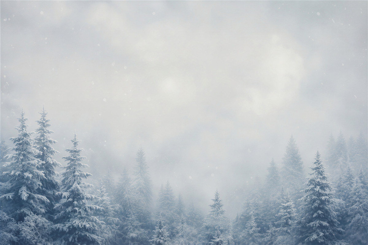 Papier peint forêt de conifères enneigée dans le brouillard paysage hivernal paisible