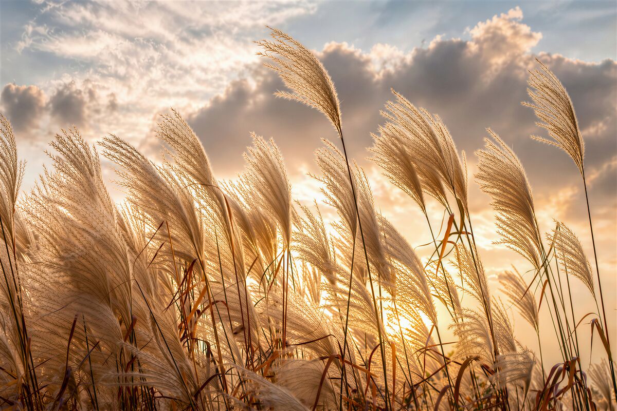 Papier peint herbes de pampas au coucher du soleil