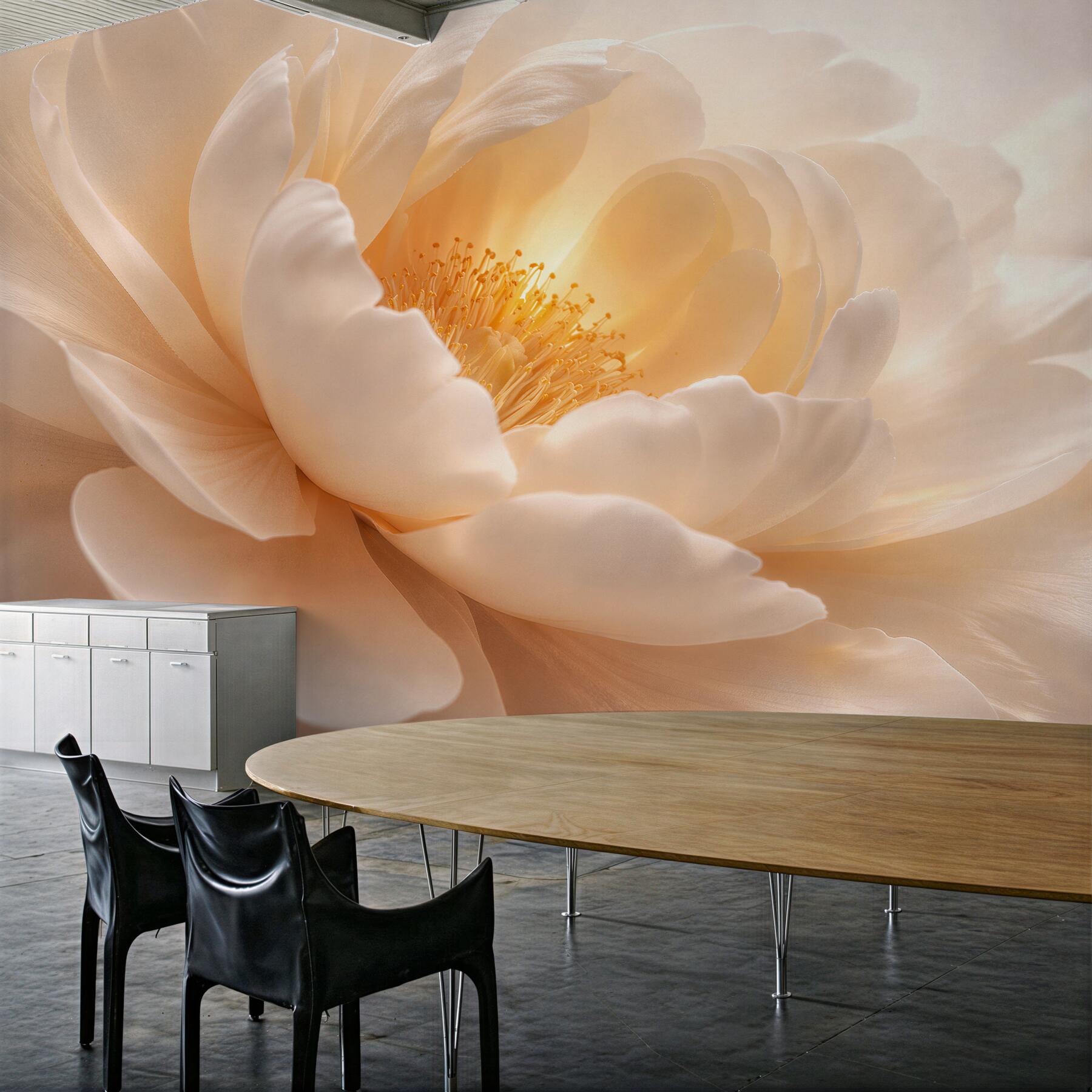 Papier peint pivoine crème à la lumière