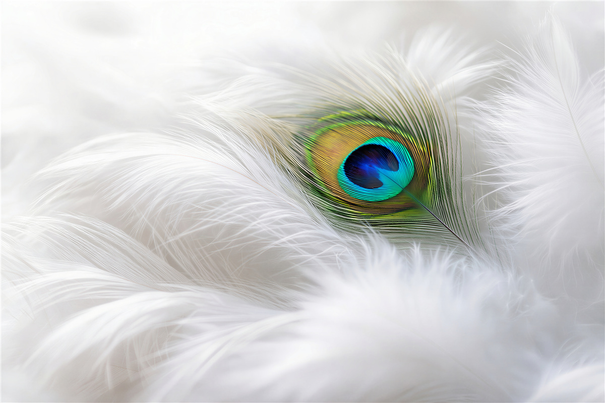 Papier peint plume de paon sur du duvet blanc