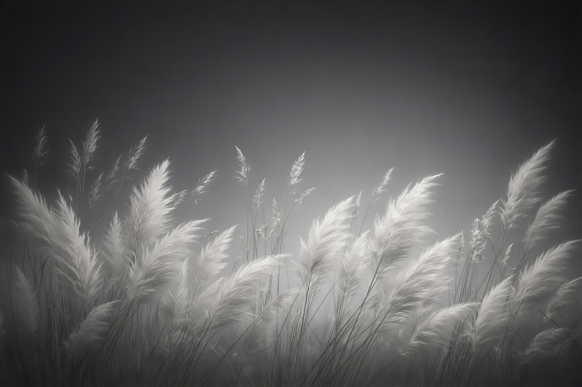 Papier peint herbes argentées dans la brume