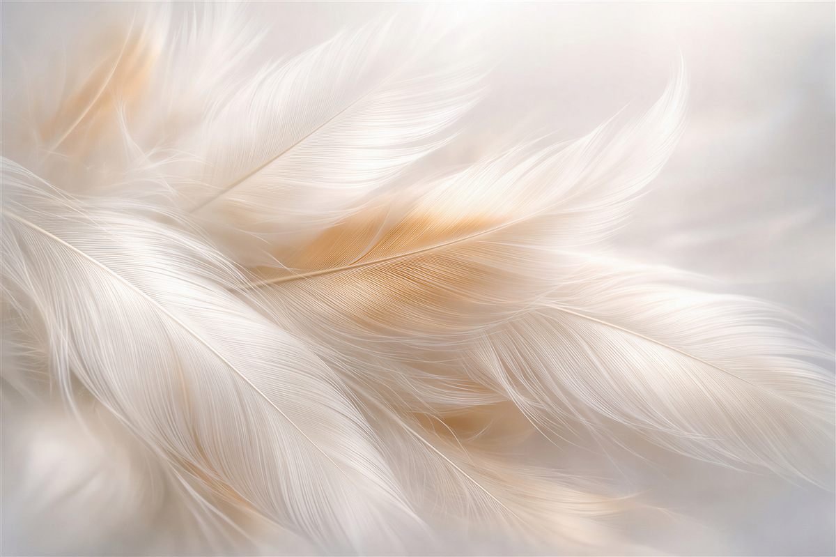 Papier peint plumes délicates dans une brume lumineuse