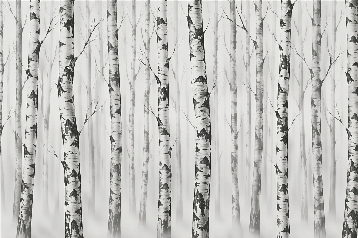 Papier peint forêt de bouleaux dans la brume