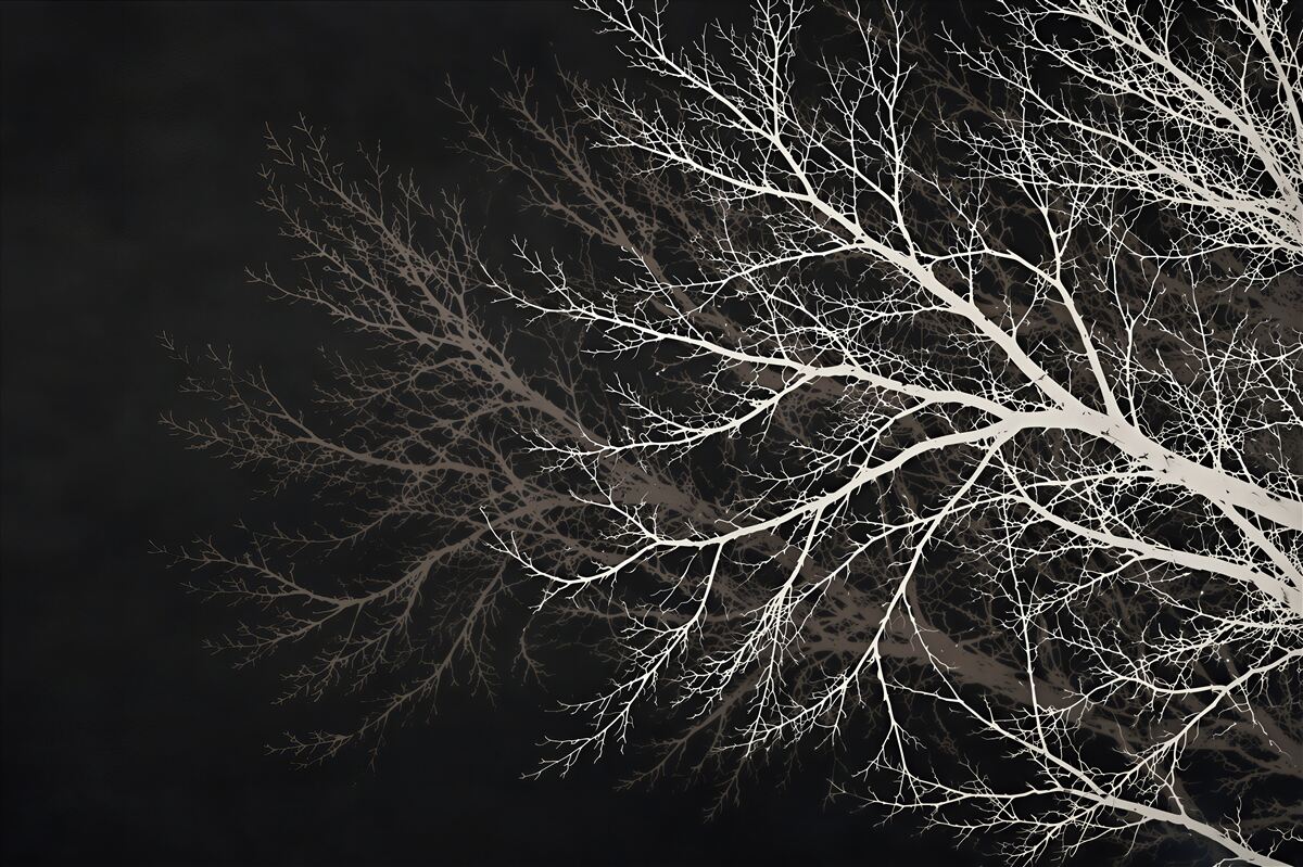 Papier peint branches d'arbres blanches sur fond de ciel subtil et calme