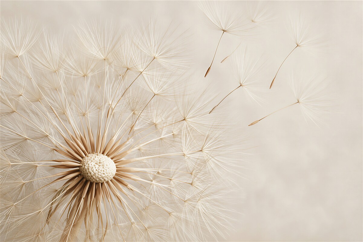 Papier peint le vent souffle sur les fleurs de pissenlit