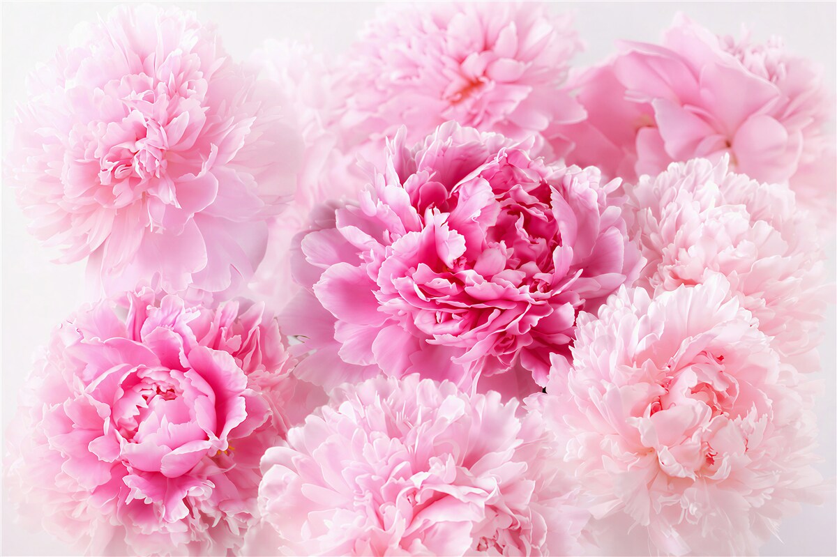 Papier peint jolies pivoines roses