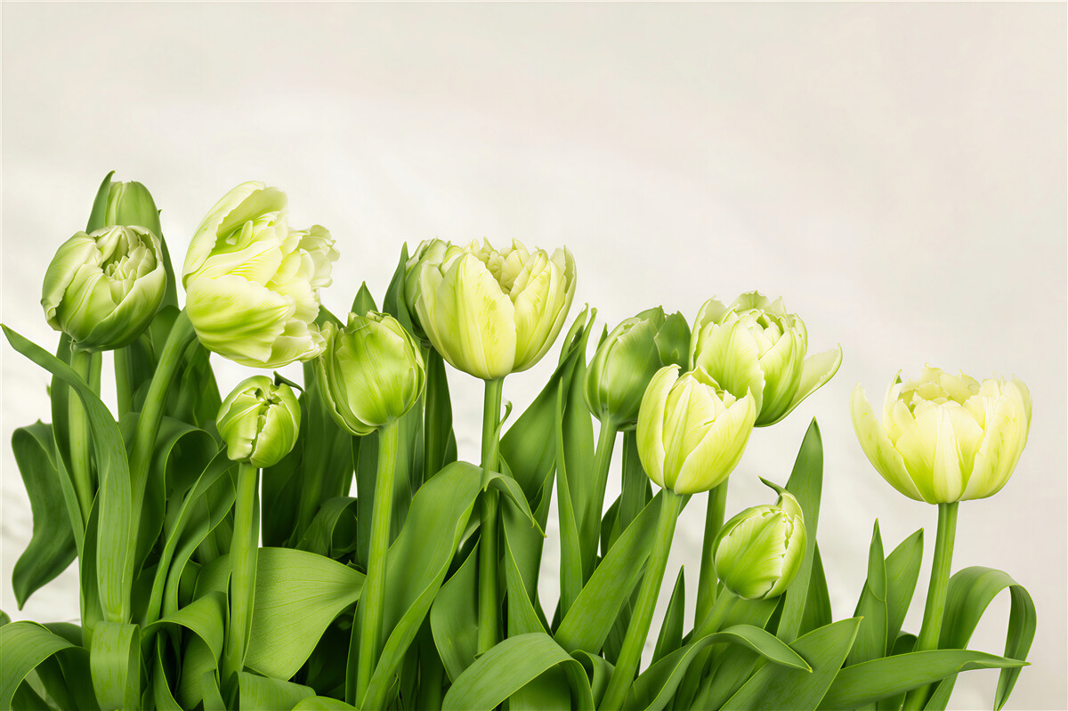 Papier peint bouquet de tulipes ouvertes et semi-ouvertes