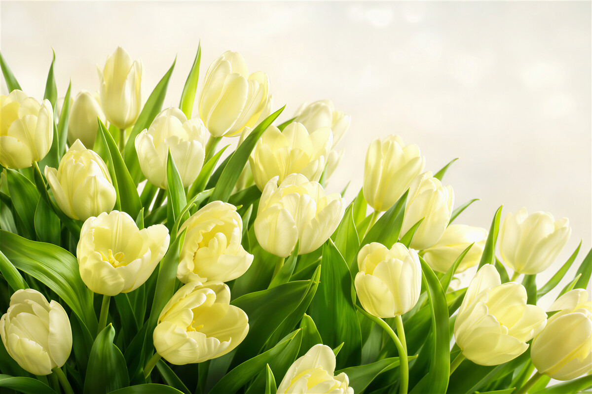Papier peint tulipes jaunes avec verdure
