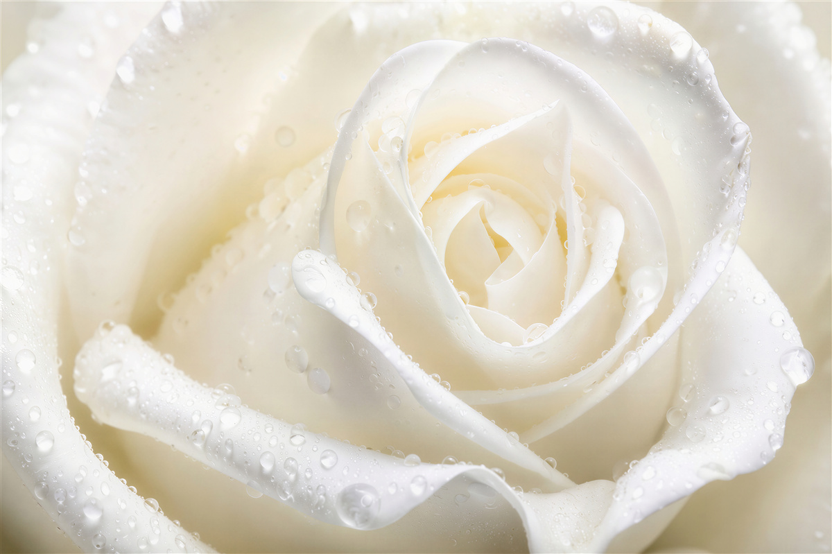 Papier peint rose blanche dans la rosée du matin