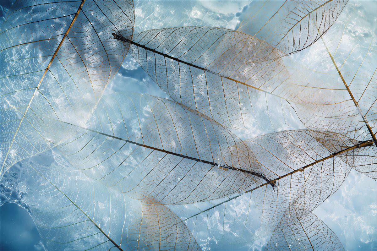 Papier peint feuilles transparentes dans le ciel