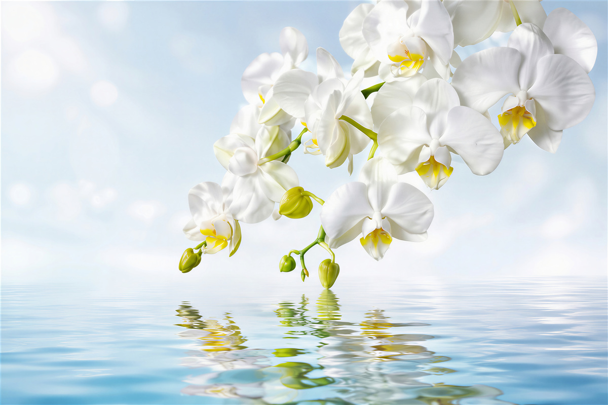 Papier peint branche d'orchidée blanche près d'une eau calme