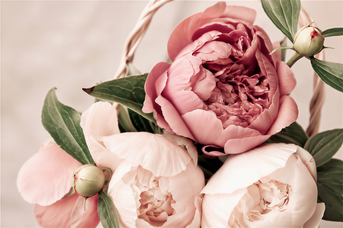 Papier peint rose délicate en forme de pivoine