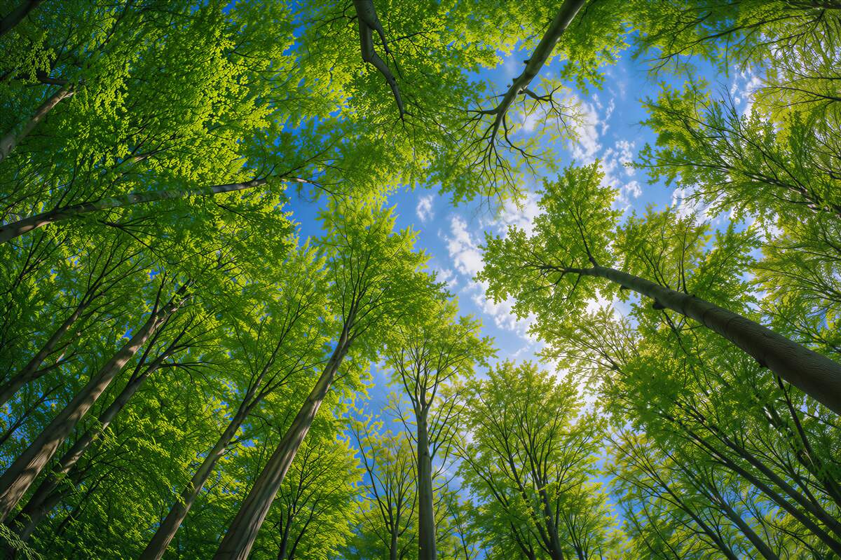 Papier peint forêt verte sous un ciel bleu
