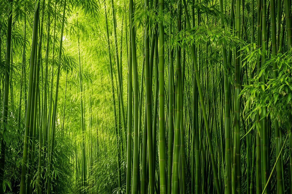 Papier peint forêt de bambous dense et élancée