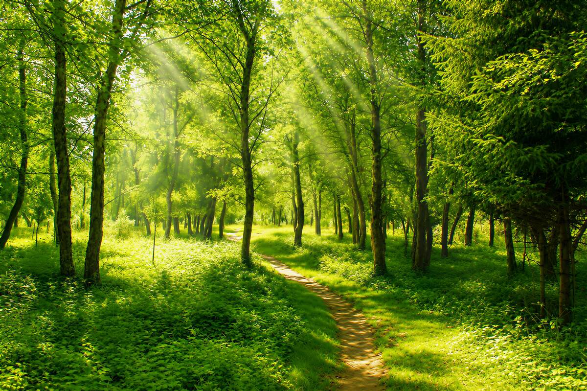 Papier peint rayons de soleil traversant une forêt dense et jeune