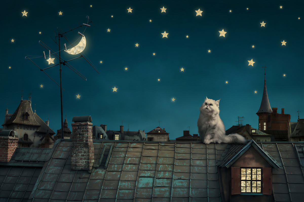 Papier peint Chat blanc sur le toit la nuit