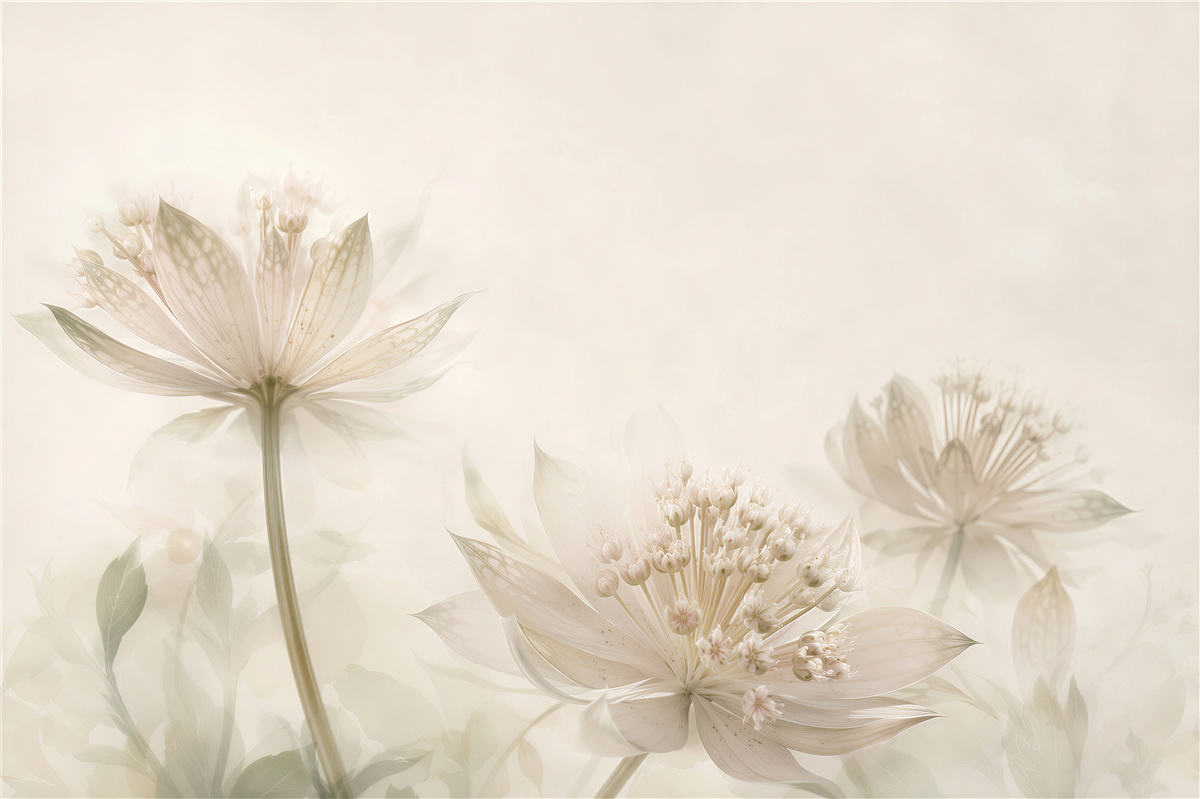 Papier peint Fleurs délicates de pâquerettes