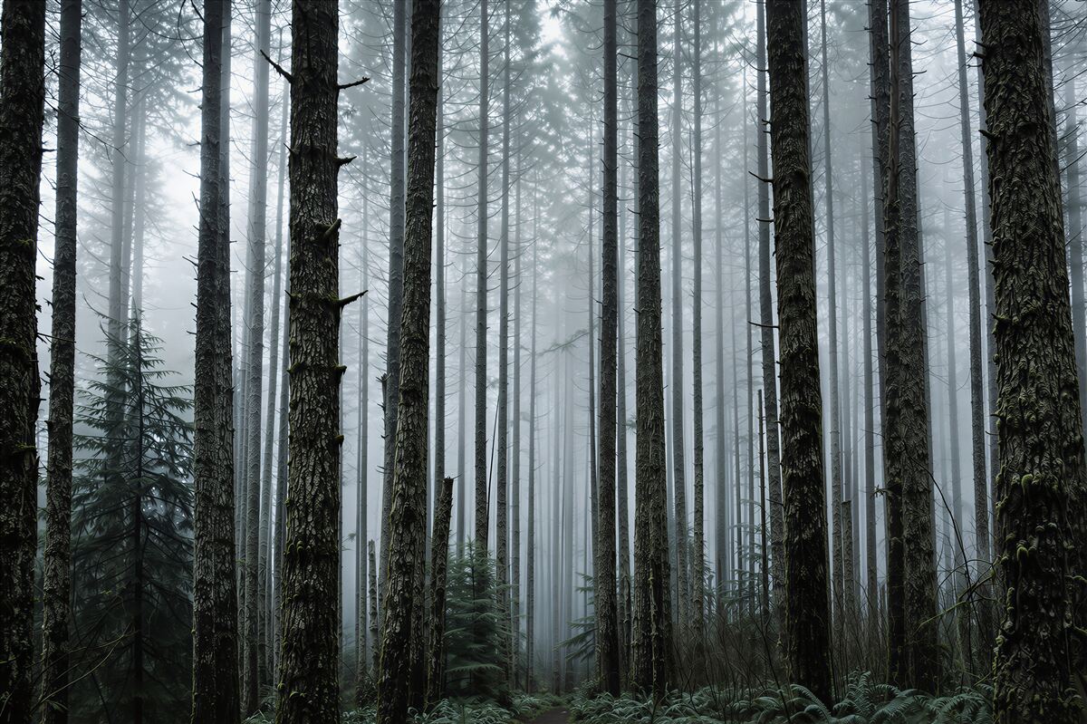 Papier peint forêt de pins mystique dans le brouillard paysage naturel lumineux