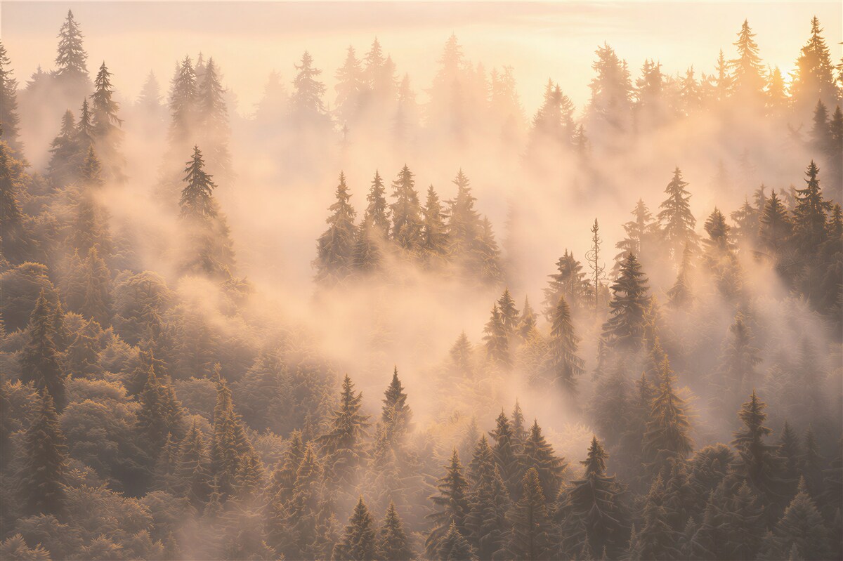 Papier peint brouillard dense sur les arbres