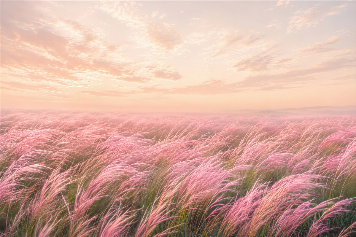 Papier peint herbes roses au lever du soleil