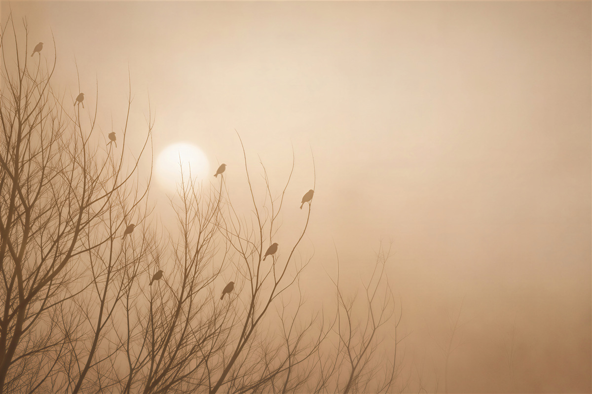 Papier peint arbres avec oiseaux au coucher de soleil